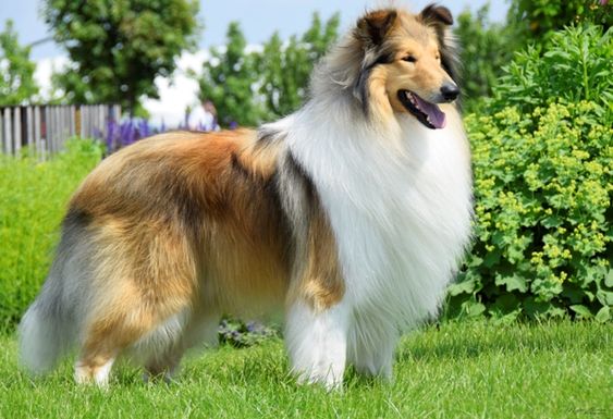 Rough Collie