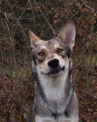 Saarloos Wolfdog