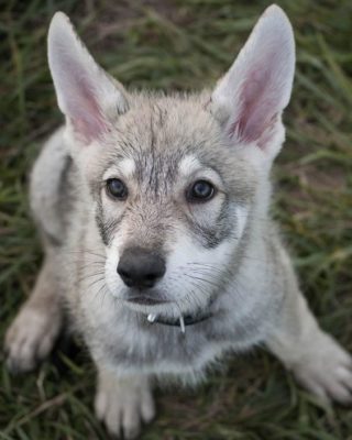 Saarloos Wolfdog