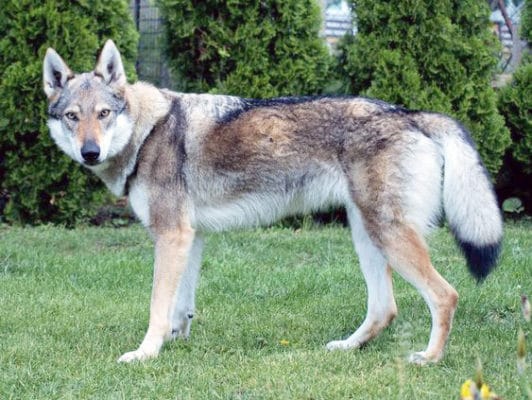 Saarloos Wolfdog