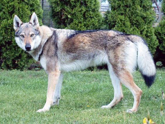 Saarloos Wolfdog