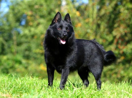 Schipperke