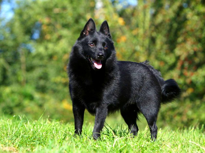Schipperke