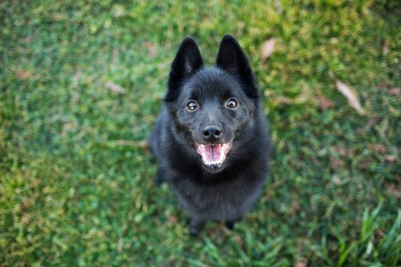 Schipperke