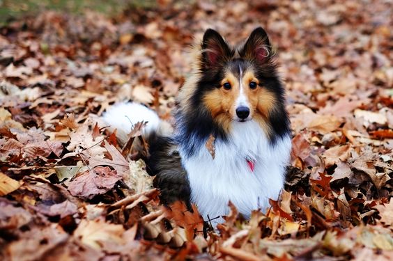 Shetland Sheepdog