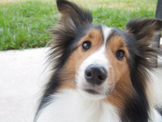 Shetland Sheepdog