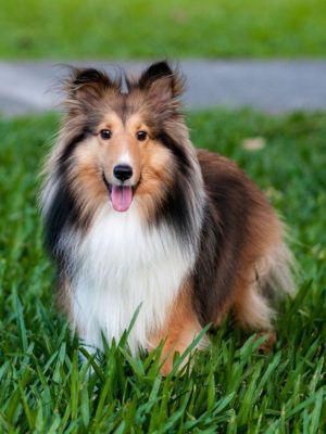 Shetland Sheepdog