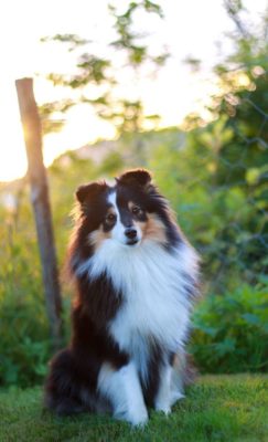 Shetland Sheepdog
