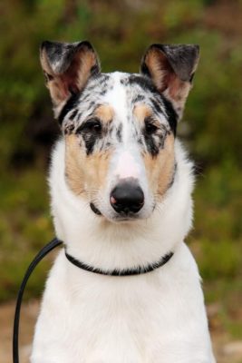 Smooth Collie