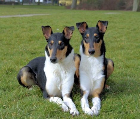 Smooth Collie