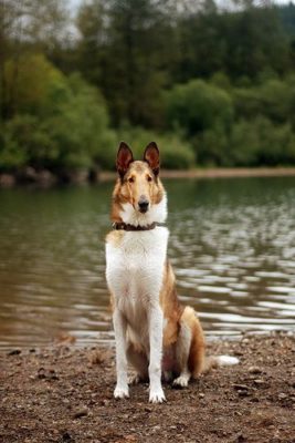 Smooth Collie