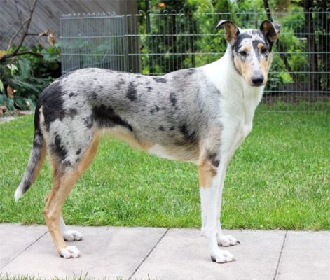 Smooth Collie