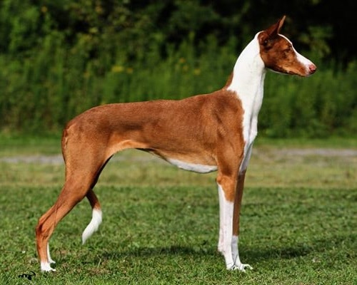 Smooth Collie