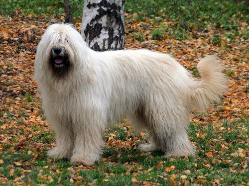 South Russian Ovcharka