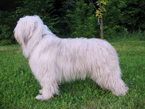 South Russian Ovcharka