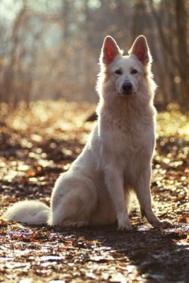 White Swiss Shepherd