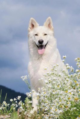 White Swiss Shepherd
