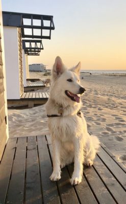 White Swiss Shepherd