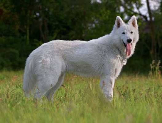 White Swiss Shepherd