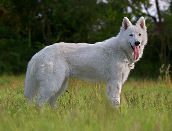 White Swiss Shepherd