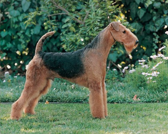 Airedale Terrier