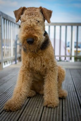 Airedale Terrier