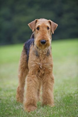 Airedale Terrier