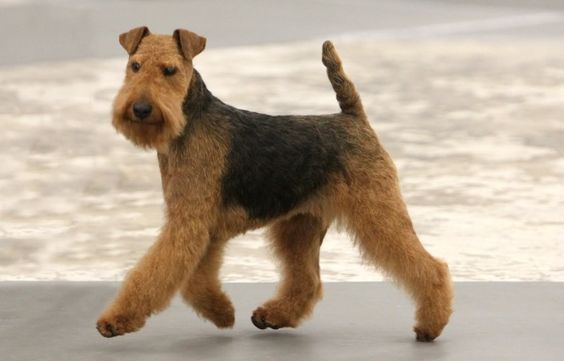 Airedale Terrier