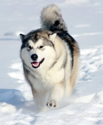 Alaskan Malamute