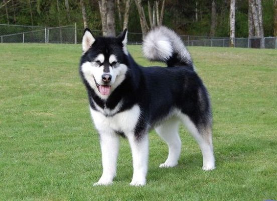 Alaskan Malamute