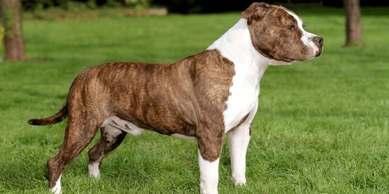 American Staffordshire Terrier