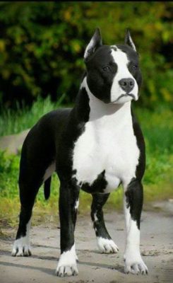 American Staffordshire Terrier