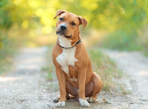 American Staffordshire Terrier