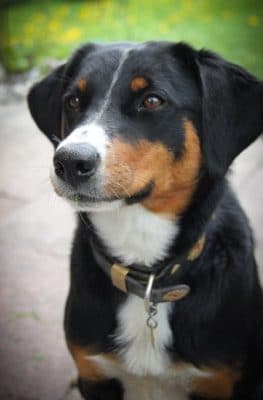 Appenzeller Sennenhund