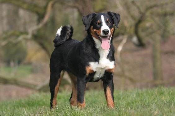 Аппенцеллер Зенненхунд