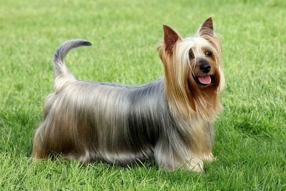 Silky Terrier Australiano