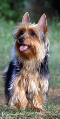 Australian Silky Terrier