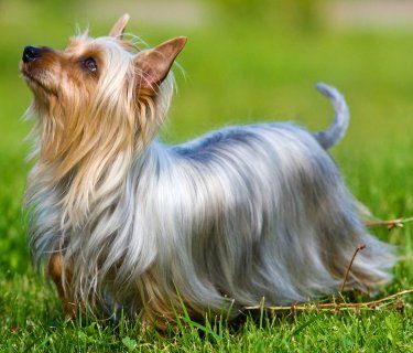 Australian Silky Terrier