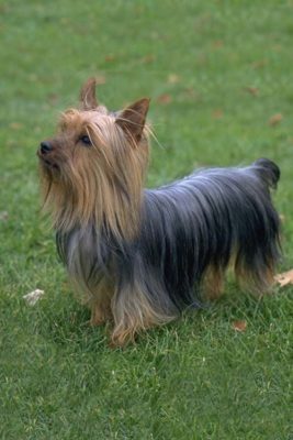 Australian Silky Terrier
