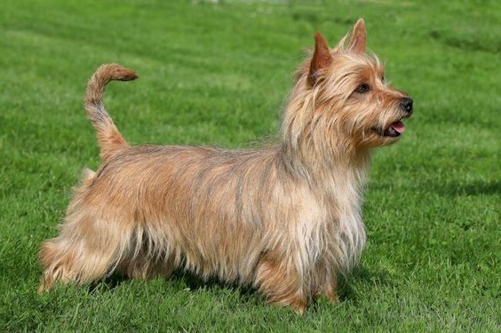Terrier de Australia
