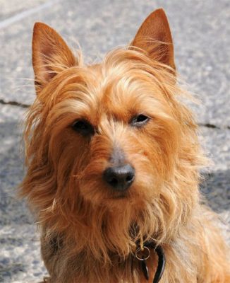 Australian Terrier