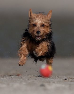 Australian Terrier