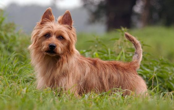 Australian Terrier