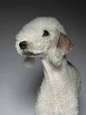 Bedlington Terrier
