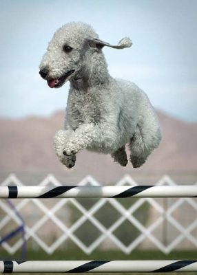 Bedlington Terrier
