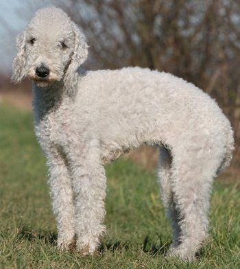 Bedlington Terrier