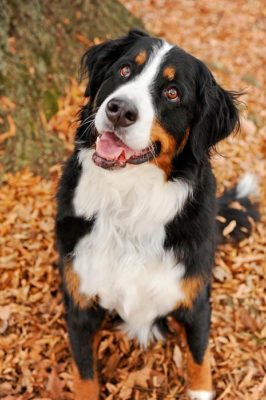 Bernese Mountain Dog
