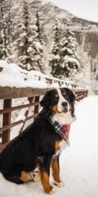 Bernese Mountain Dog