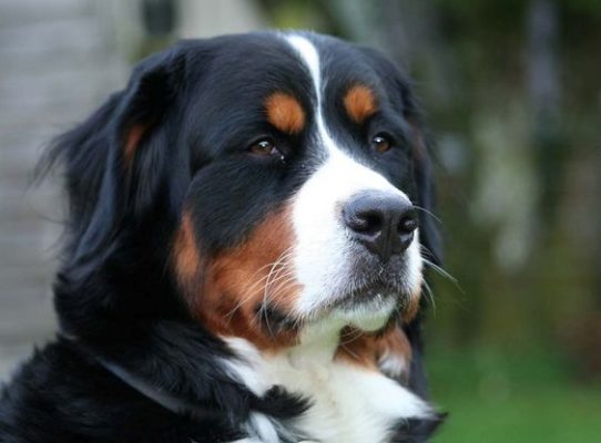 Bernese Mountain Dog