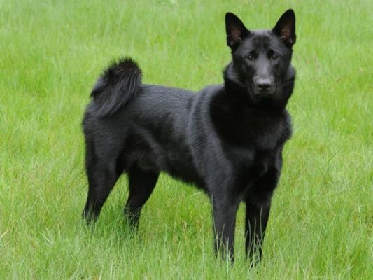Black Norwegian Elkhound